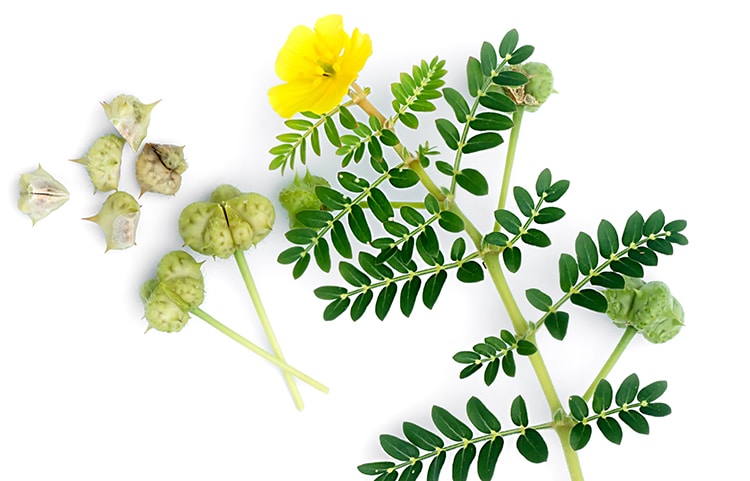 Tribulus Terrestris